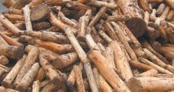  Tree logs and stumps